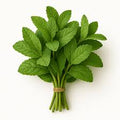 Mint Bunch