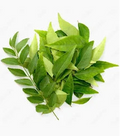 Curry Leaves